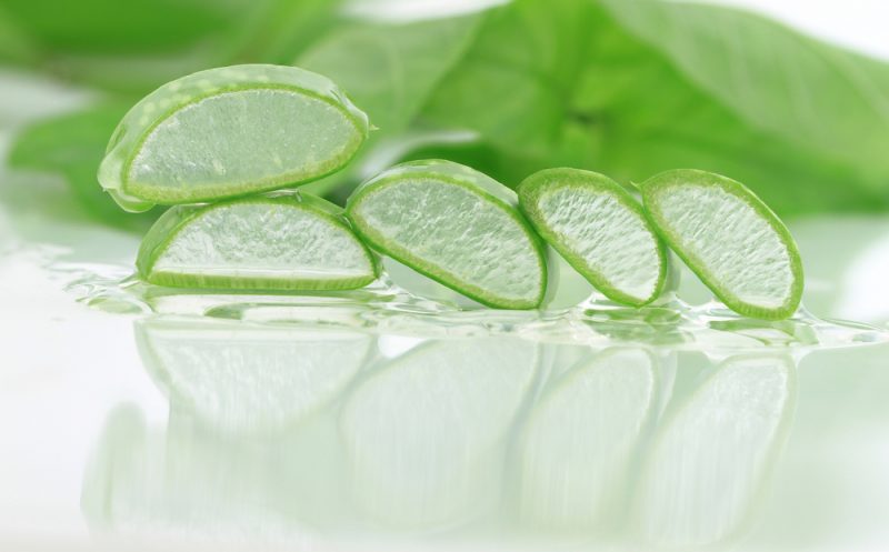 Aloe vera. Foto: Shutterstock