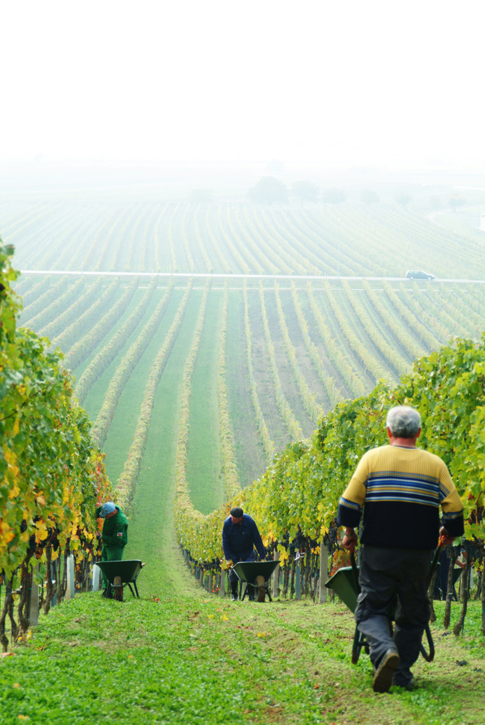 Na jeseň sa v Burgenlande uskutočňuje vinobranie a vínne festivaly. Foto: ©NTG/steve.haider.com