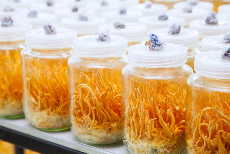 Kordyceps je huba, ktorá vynikajúco podporuje imunitu. Foto: Shutterstock