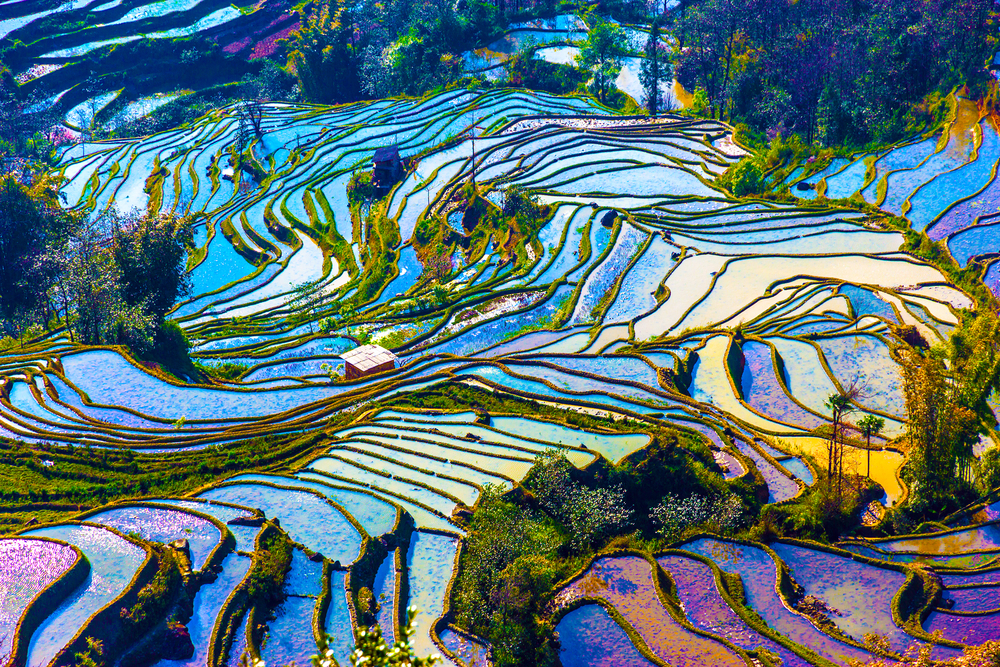 Yunnan - ryžové polia. Foto: Shutterstock