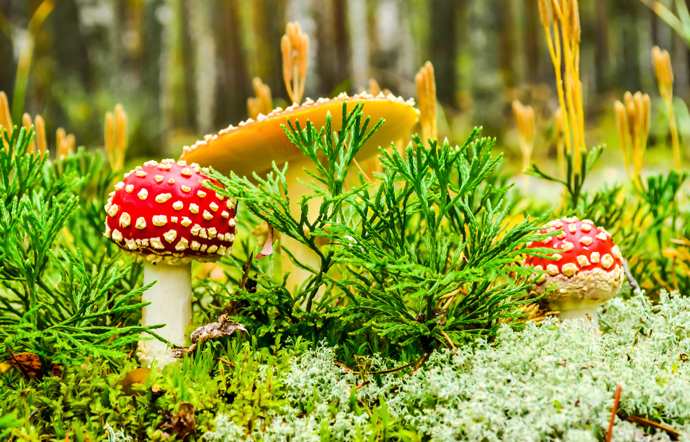 Muchotrávka v lese. Foto: Shutterstock