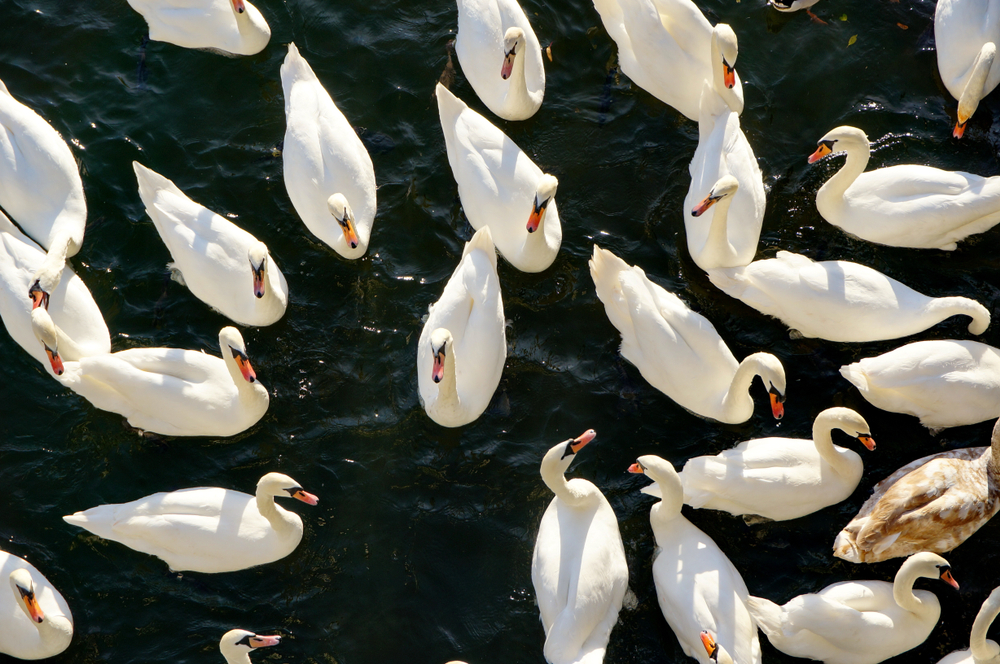 V Piešťanoch žije veľa labutí. Môžete ich kŕmiť z mosta na kúpeľný ostrov. Foto: Shutterstock