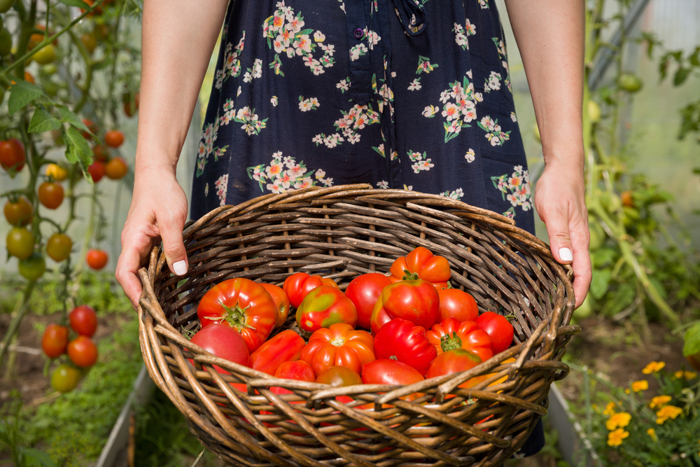 Pestovanie paradajok. Foto: Shutterstock