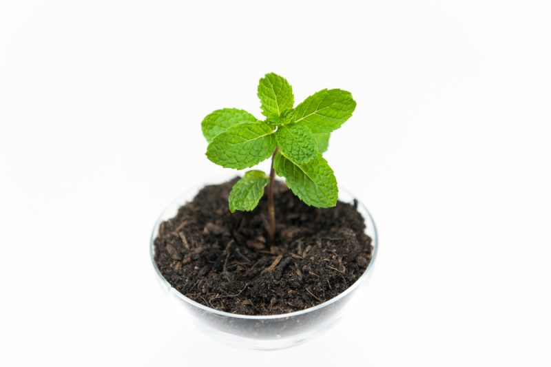 Rastlinky cez zimu potrebujú menej vody a kvalitný substrát. Foto: Shutterstock