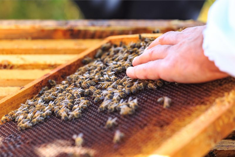 Za včelie produkty radšej priplaťte. Foto: Shutterstock