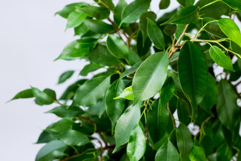 ficus benjamín. Foto: Shutterstock