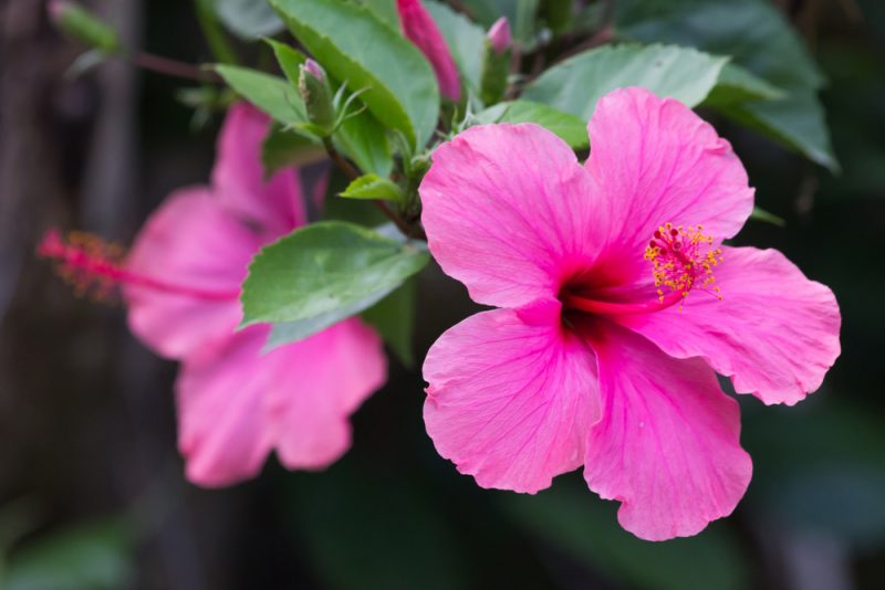 Čínska ruža. Foto: Shutterstock