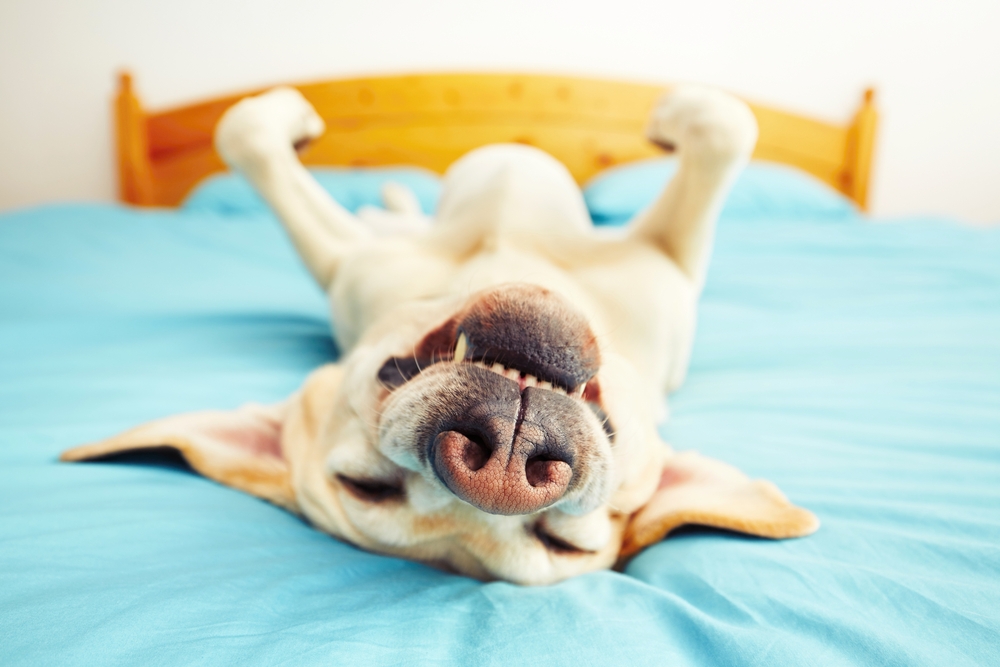 Labrador. Foto: Shutterstock