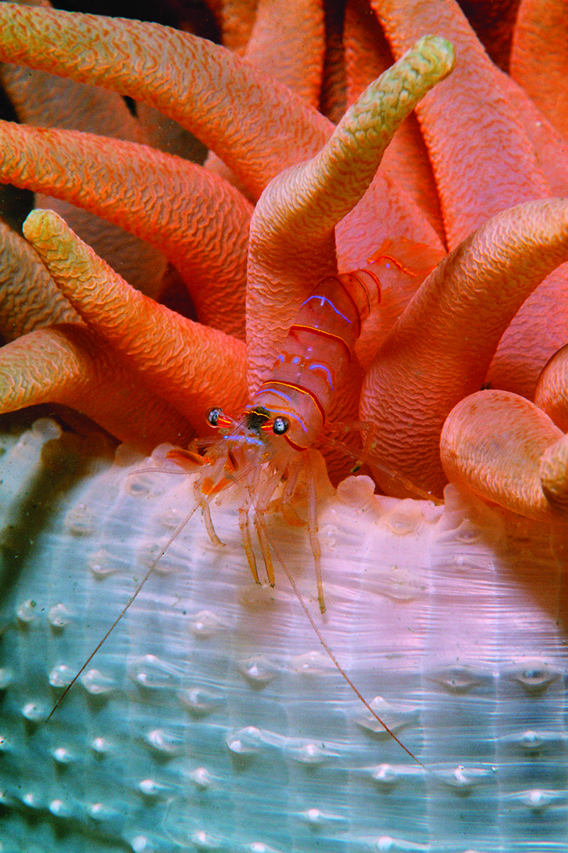 Candy stripe shrimp, Lebbeus grandimanus, on Crimson anemone, Alaska, Pacific Ocean