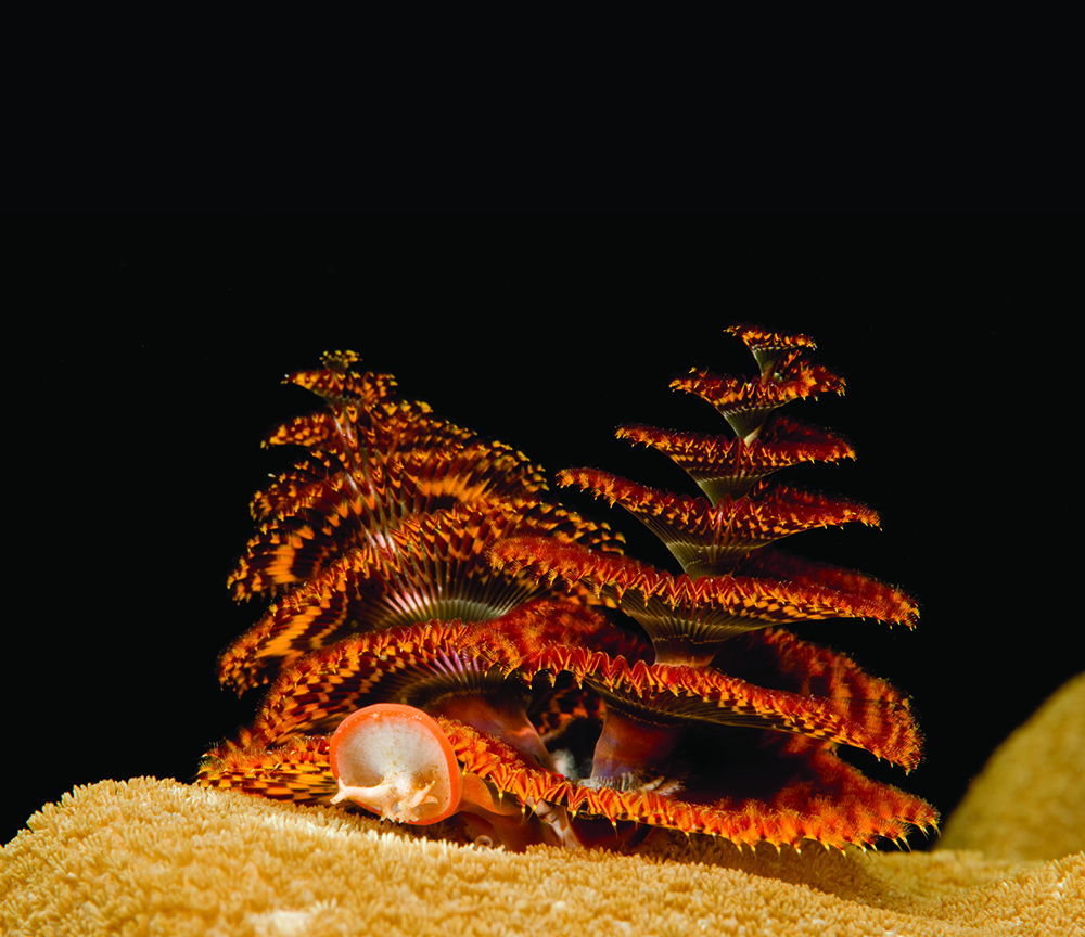 Pair of orange and red christmas tree worms on top of yellow hard coral, Pulau Aur, Johor, Malaysia.