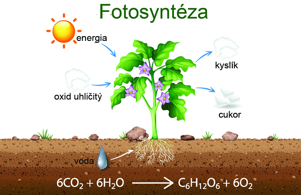 Fotosyntéza, schéma, proces, vzorec. Foto: Shutterstock