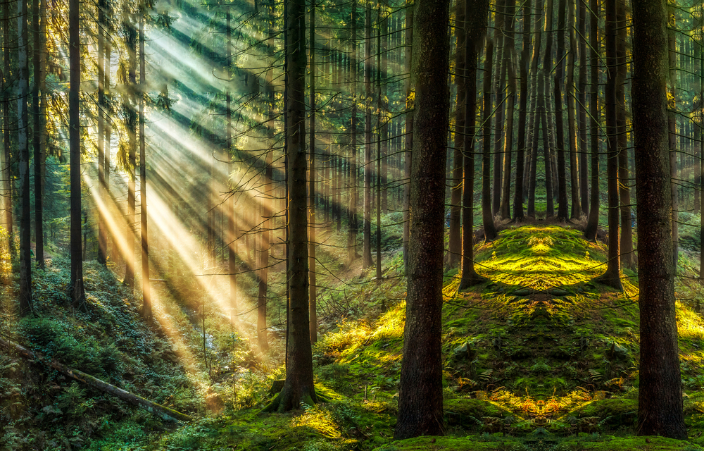 Všetky stromy sa ťahajú hore za slnkom, tak lepšie funguje aj ich fotosyntéza. Foto: Shutterstock