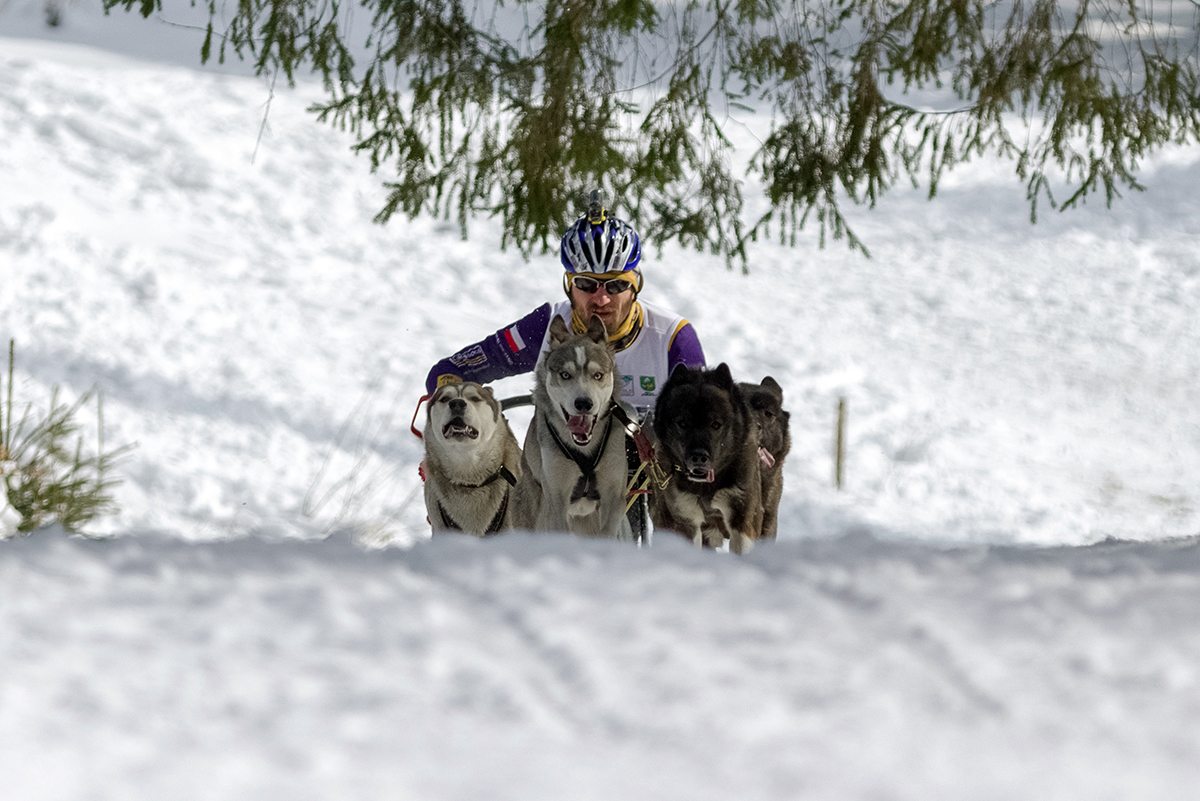 Psie záprahy na Zuberci. Foto: Shutterstock