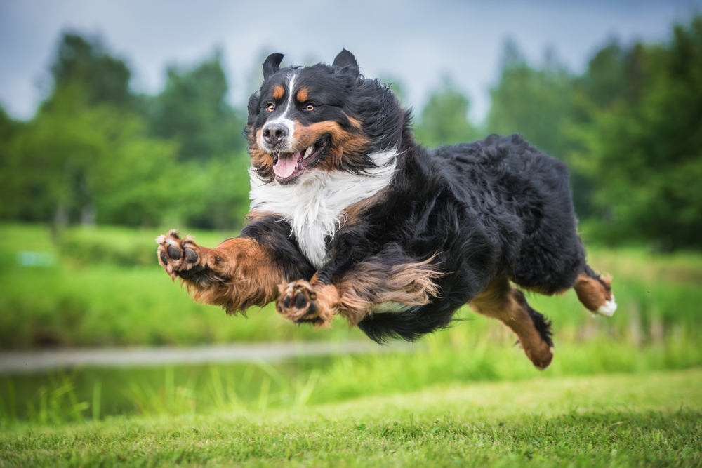 Bernský salašnícky pes. Foto: Shutterstock