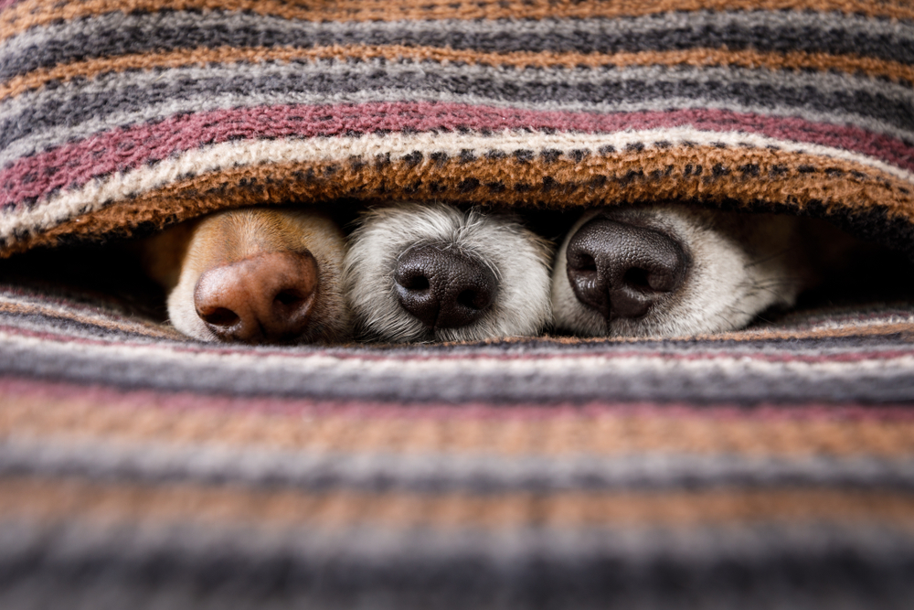 Pes, psy. Foto: Shutterstock