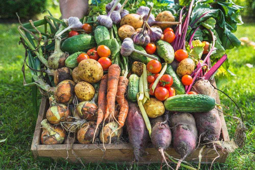 Zelenina. Foto: Shutterstock