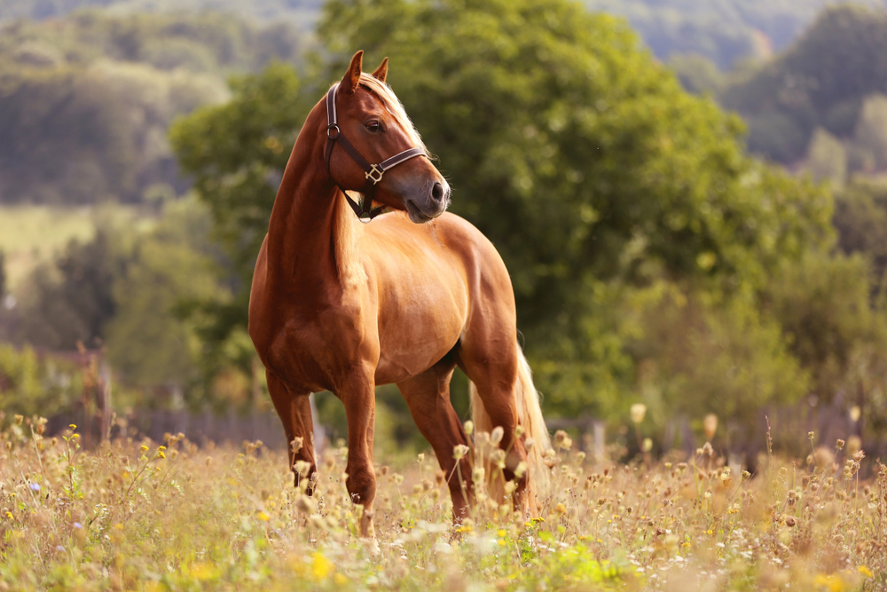 Kôň. Foto: Shutterstock