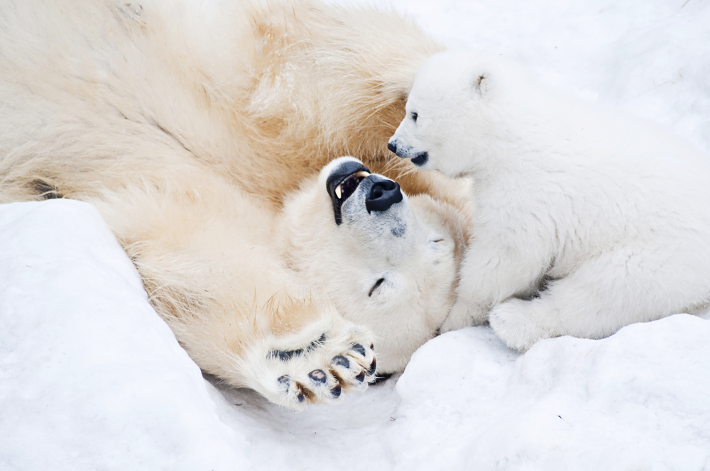 Medveď. Foto: Shutterstock