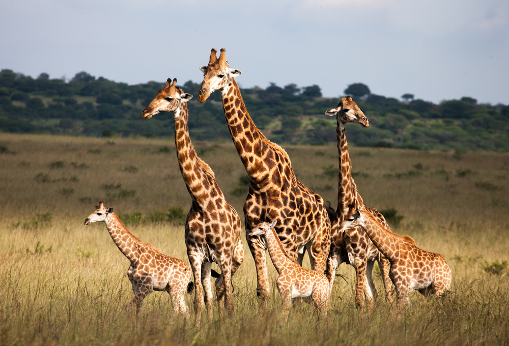 Žirafa. Foto: Shutterstock