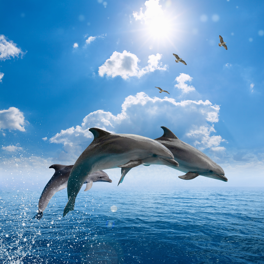 Delfín. Foto: Shutterstock