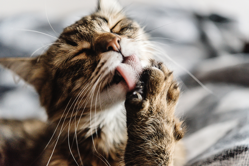 Zvieratá urýchľujú proces liečenia olizovaním nielen poraneného miesta. Foto: Shutterstock