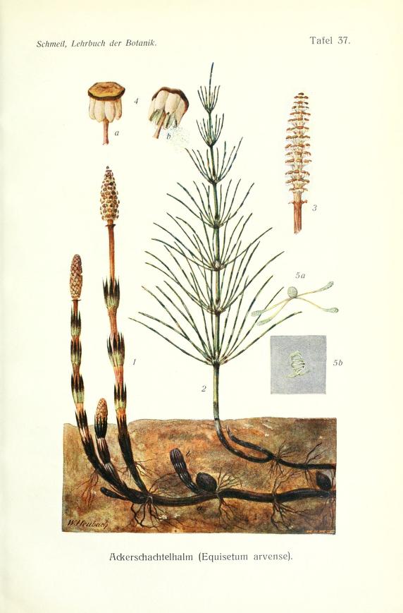 Praslička roľná. Obrázok: Biodiversity Heritage Library