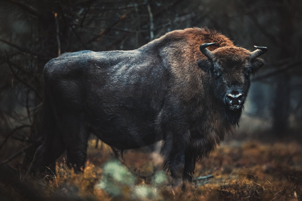 V súčasnosti vyhynuté aurochy boli oveľa väčšie ako dnešné kravy. Foto: Shutterstock