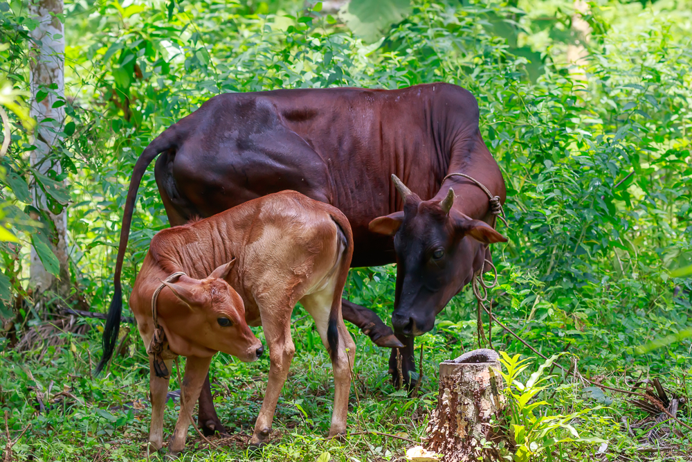 Malé kravy plemena Vechur dorastajú zvyčajne iba do výšky 87 centimetrov. Foto: Shutterstock