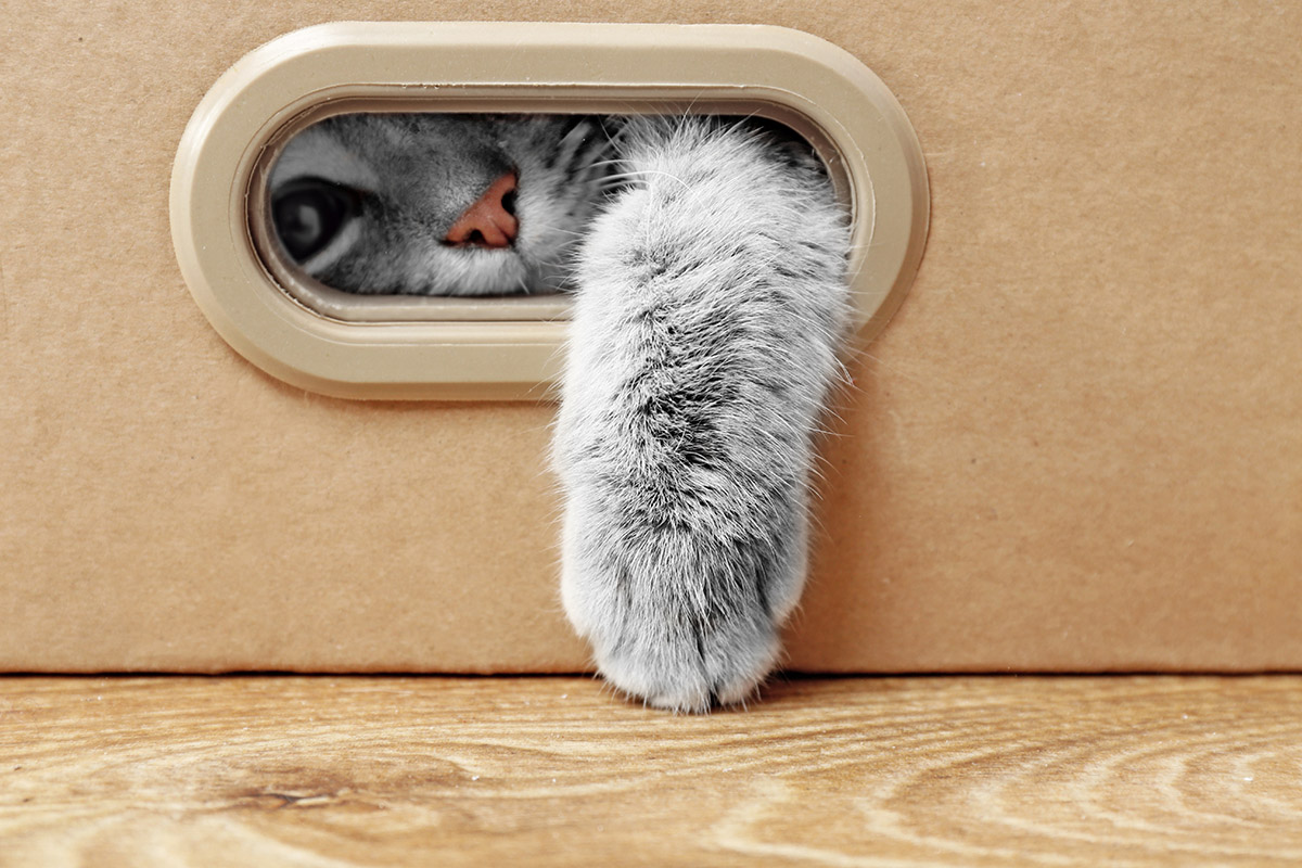 Vieme, na čo myslí vaša mačka. Foto: Shutterstock