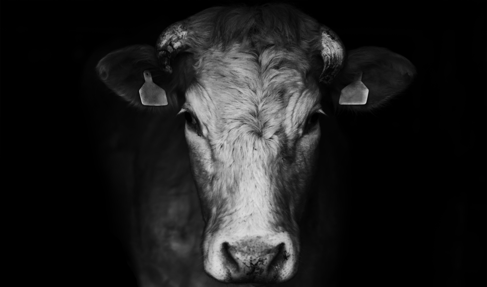 Chov hovädzieho dobytka má na našu planétu nesmierny dopad. Môžeme si to ešte dovoliť? Foto: Shutterstock