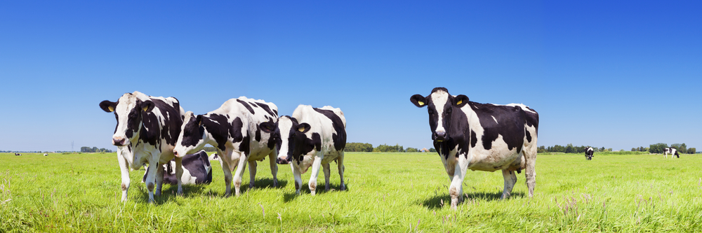 Čierno-biele kravy holštajnské, aké poznáme aj na Slovensku, sa stali rozšíreným druhom pre ich schopnosť produkovať viac mlieka ako iné druhy. Foto: Shutterstock