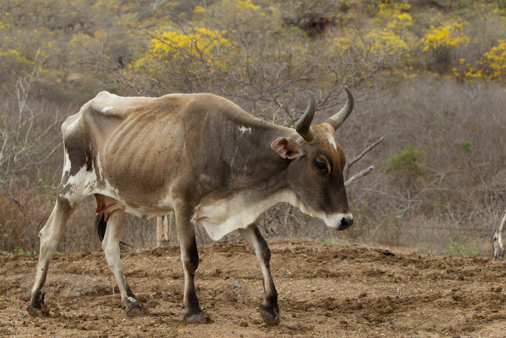 Dezinfekcia krava. Foto: Shutterstock