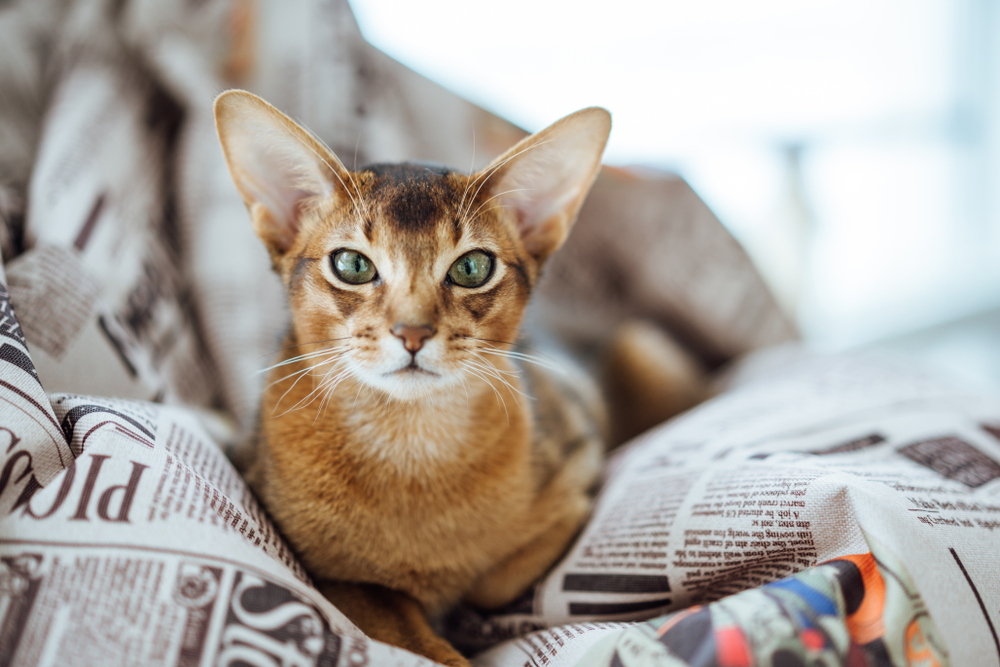 Abesínska mačka. Foto: Shutterstock