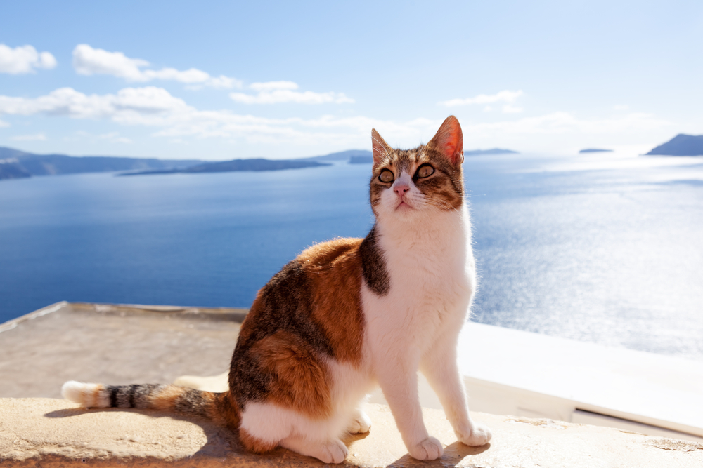 Egejská mačka. Foto: Shutterstock