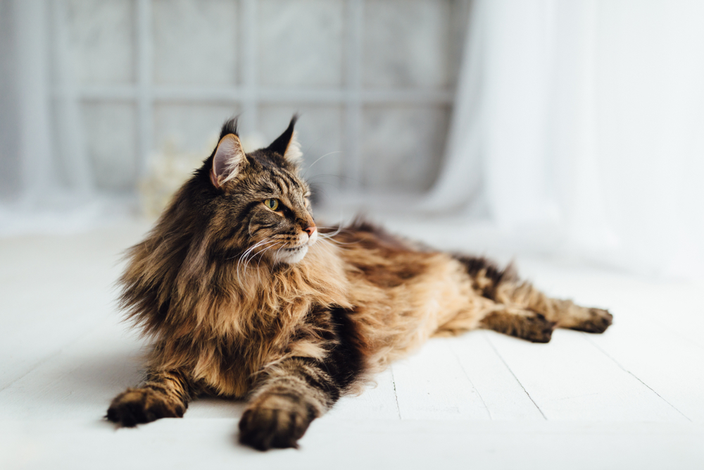 Mainská mývalia mačka. Foto: Shutterstock