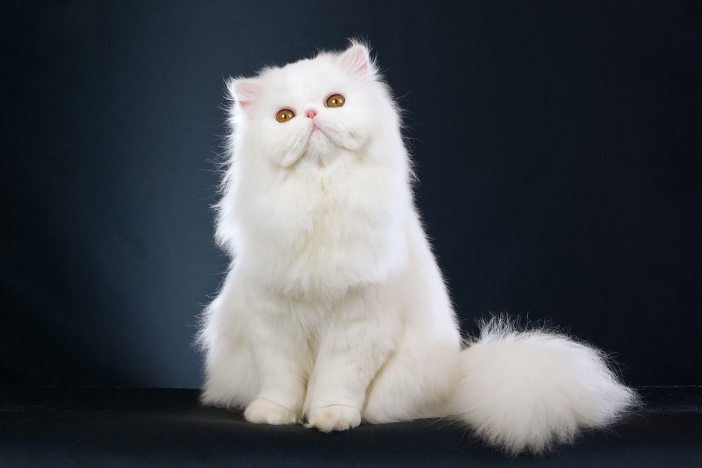 Perzská mačka. Foto: Shutterstock