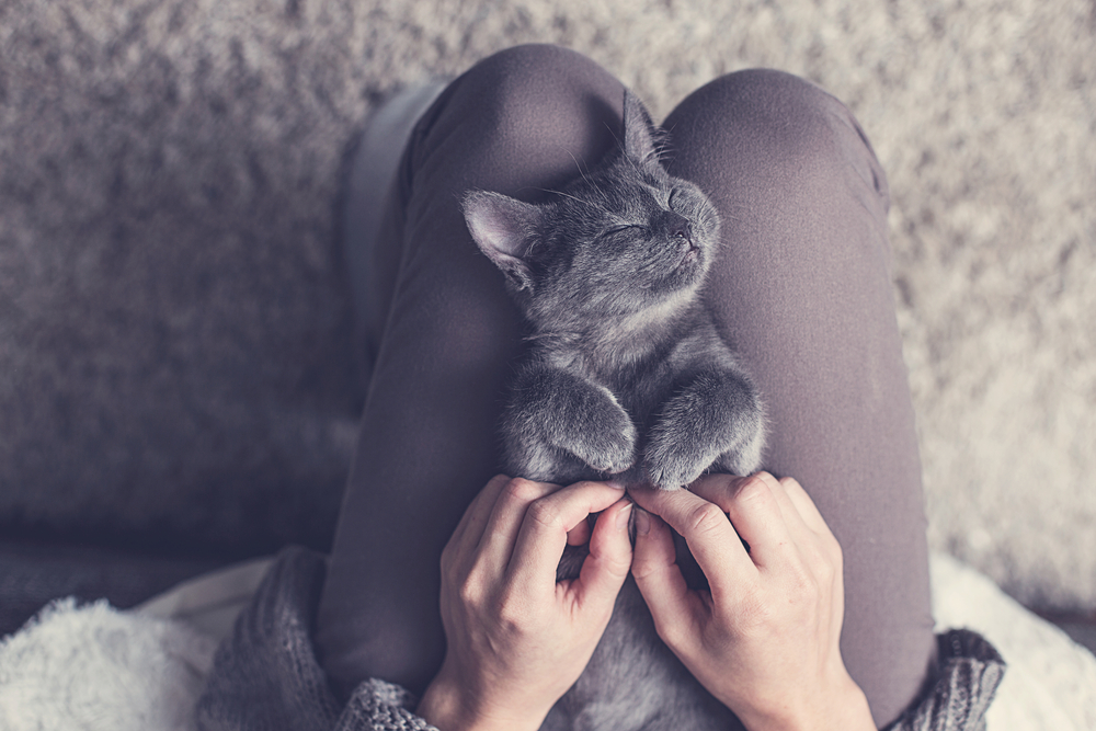 Ruská mačka. Foto: Shutterstock