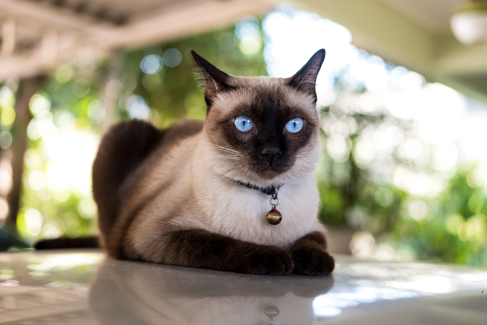 Siamská mačka. Foto: Shutterstock