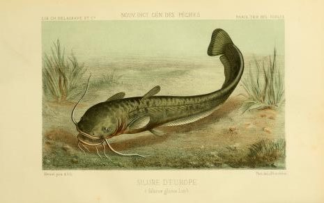 Ryba sumec západný. Ilustrácia: Biodiversity Heritage Library