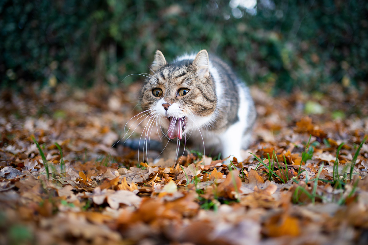 Mačky sa niekedy môžu dusiť vlastnými chlpmi. Foto: Shutterstock