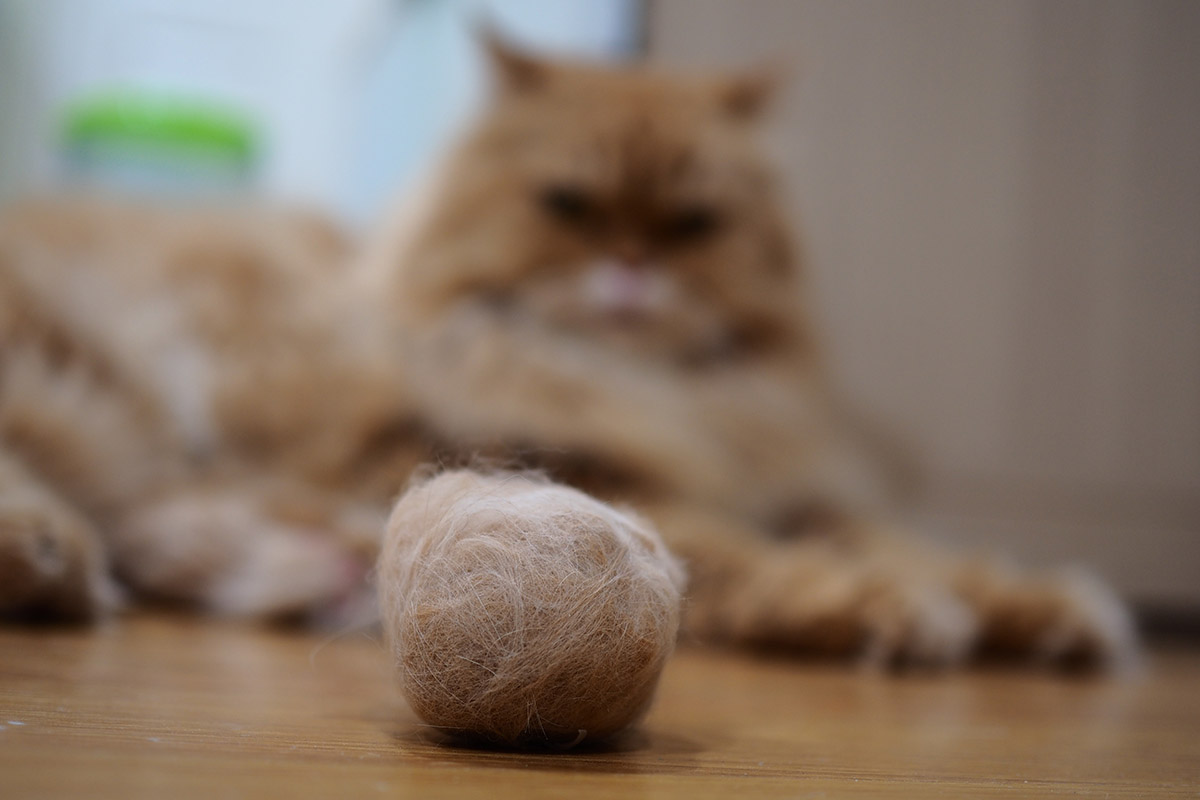 Dlhosrsté mačky potrebujú intenzívnu starostlivosť o srsť. Foto: Shutterstock