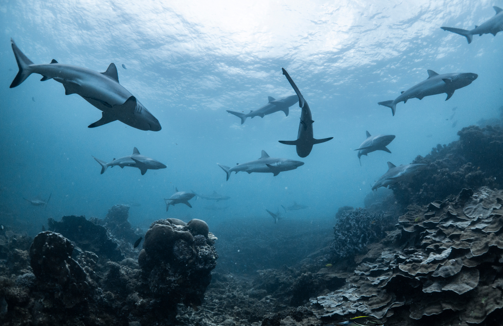 Morské živočíchy. Foto: Shutterstock