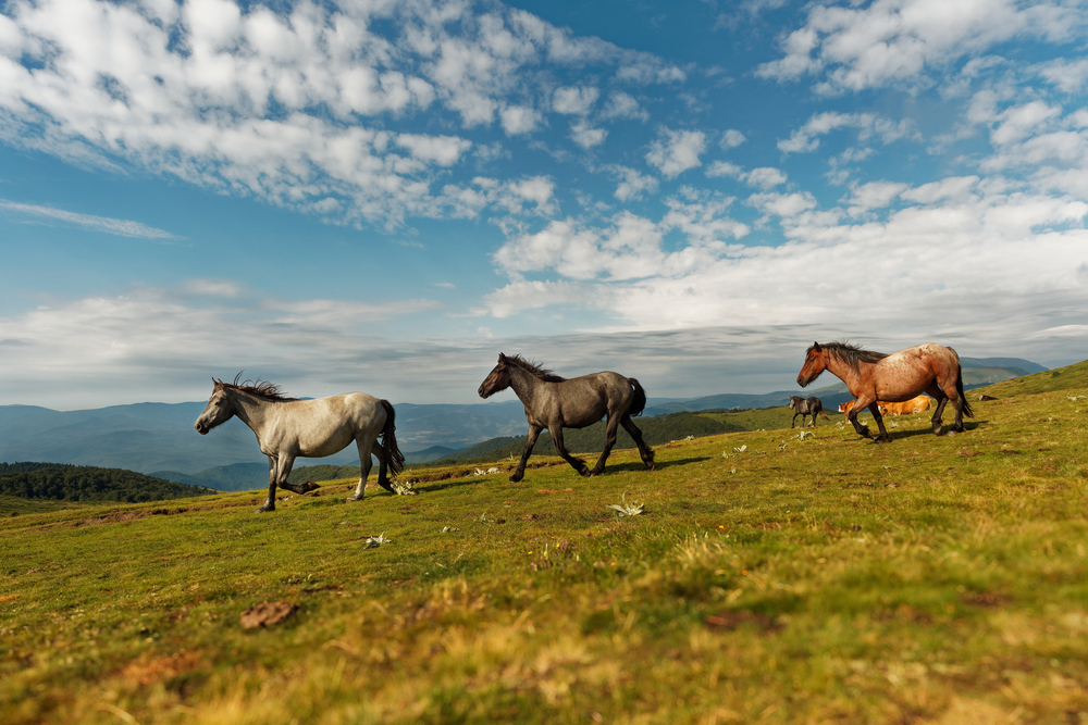 Muránska planina Národný Park. Foto: Shutterstock