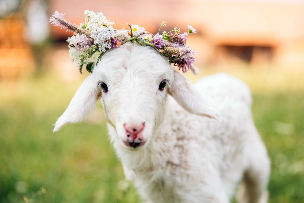 Máj ovca. Foto: Shutterstock