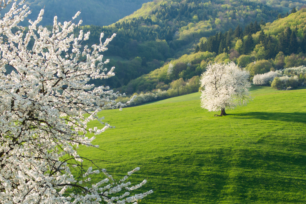 Máj čerešňa. Foto: Shutterstock