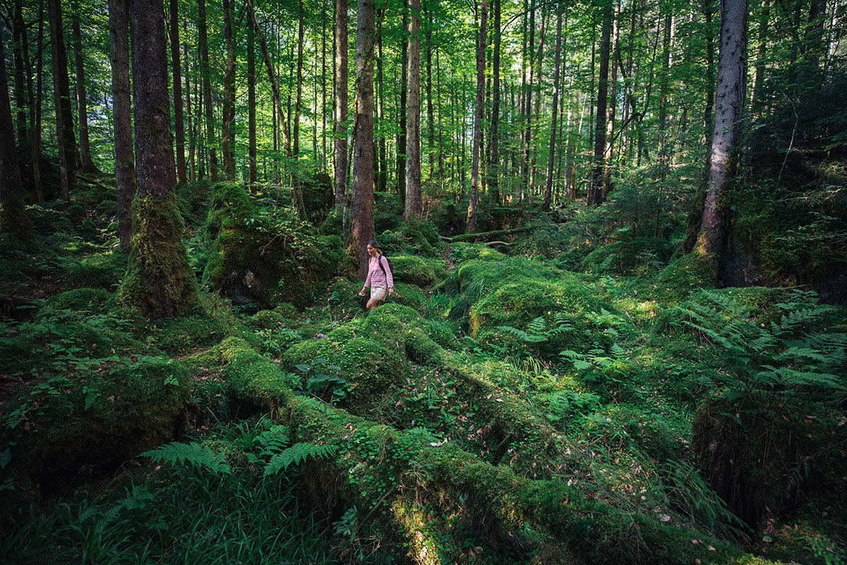 Prechádzka v lese pri Hallstattských jazerách. Foto: Oesterreich Werbung, Sebastian Stiphout