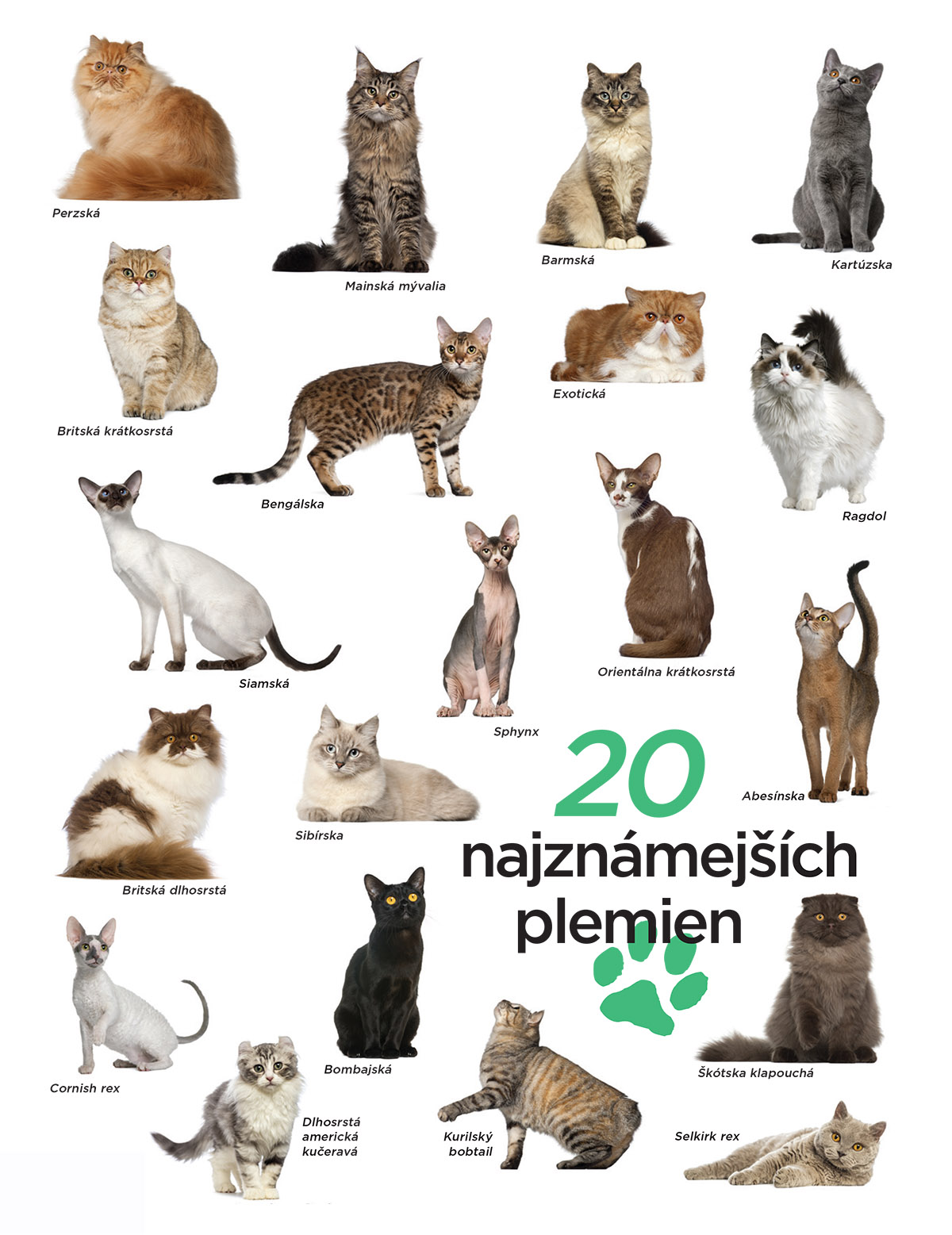 20 najznámejších plemien mačiek
