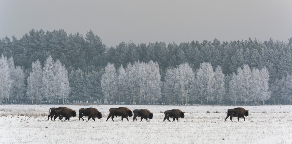 Bialowieza národný park, zubry európske. Foto: Shutterstock