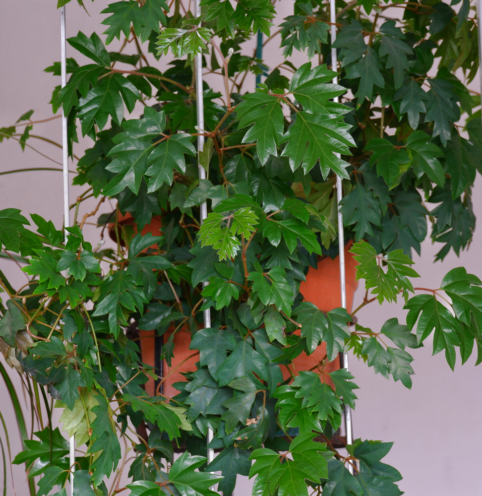 Hroznový brečtan, izbové rastliny. Foto: Shutterstock