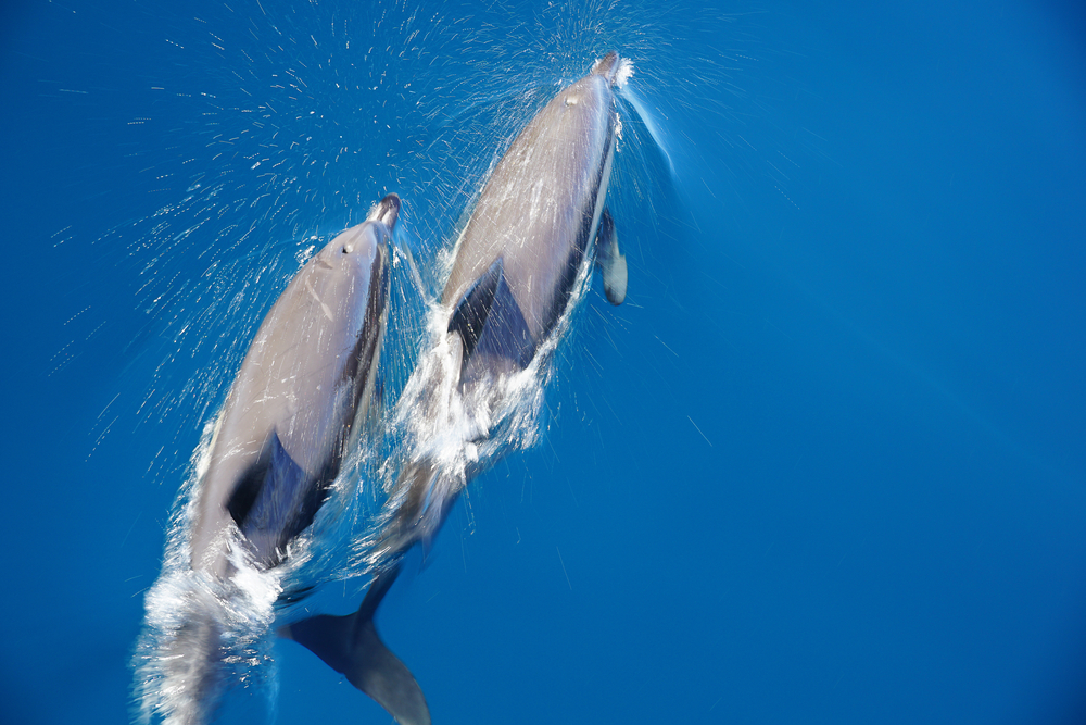 Vody v okolí Madeiry sú dôležitou súčasťou trasy migrujúcich rýb a cicavcov. Foto: Shutterstock